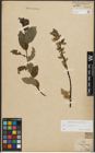 Foto von Salix phylicifolia L.
